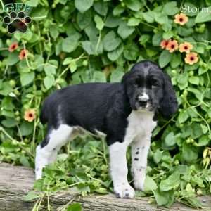 Storm, English Springer Spaniel Puppy