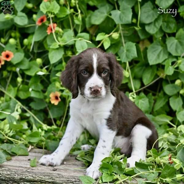 Suzy, English Springer Spaniel Puppy