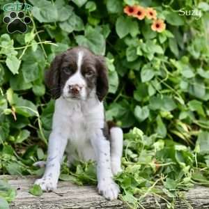 Suzy, English Springer Spaniel Puppy