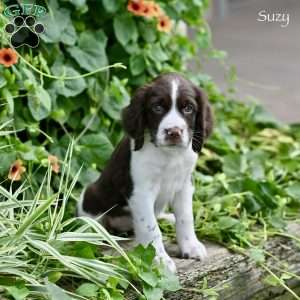 Suzy, English Springer Spaniel Puppy