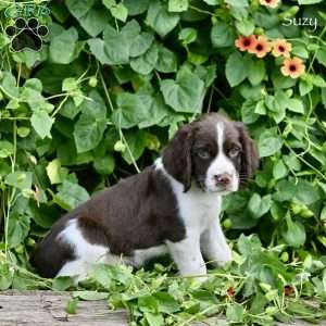 Suzy, English Springer Spaniel Puppy