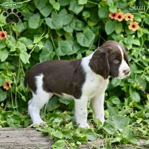 Suzy, English Springer Spaniel Puppy