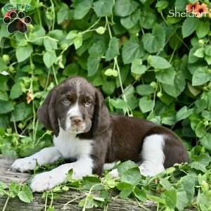 Sheldon, English Springer Spaniel Puppy