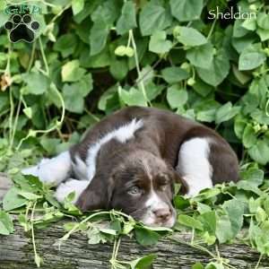 Sheldon, English Springer Spaniel Puppy
