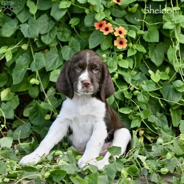 Sheldon, English Springer Spaniel Puppy