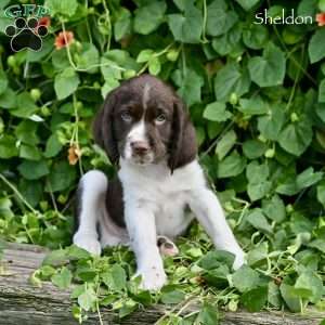 Sheldon, English Springer Spaniel Puppy