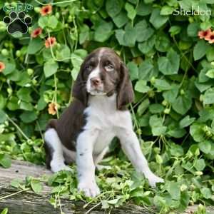 Sheldon, English Springer Spaniel Puppy