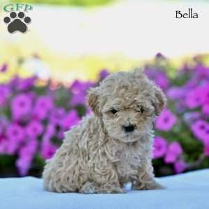 Bella, Maltipoo Puppy