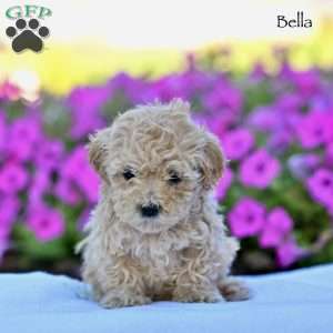 Bella, Maltipoo Puppy