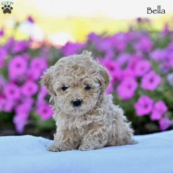 Bella, Maltipoo Puppy