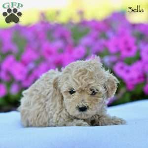 Bella, Maltipoo Puppy