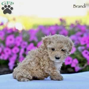 Brandi, Maltipoo Puppy