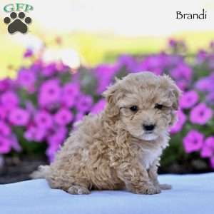 Brandi, Maltipoo Puppy