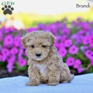 Brandi, Maltipoo Puppy