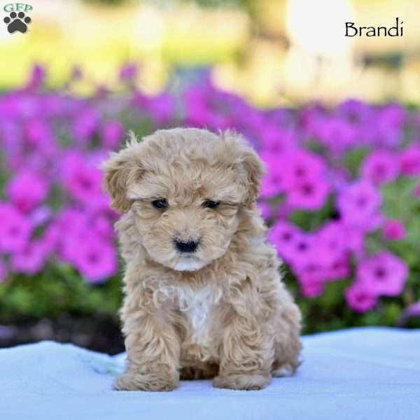 Brandi, Maltipoo Puppy