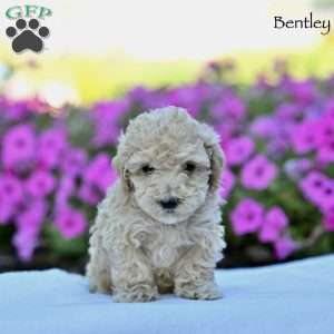 Bentley, Maltipoo Puppy