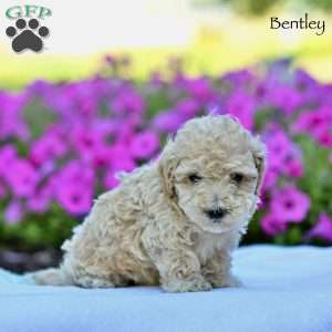 Bentley, Maltipoo Puppy