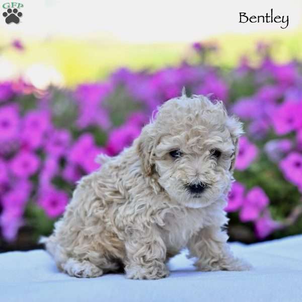 Bentley, Maltipoo Puppy