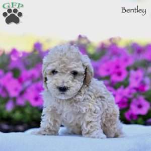 Bentley, Maltipoo Puppy