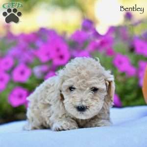 Bentley, Maltipoo Puppy