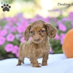 Destiny, Dachshund Puppy