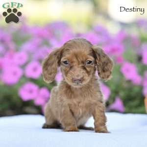 Destiny, Dachshund Puppy