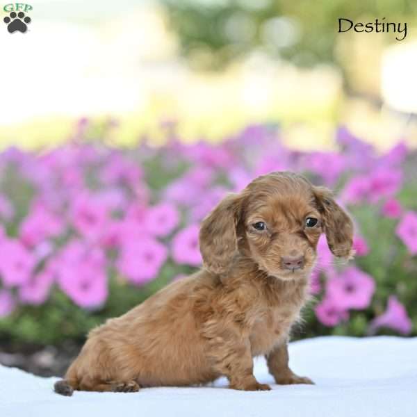 Destiny, Dachshund Puppy