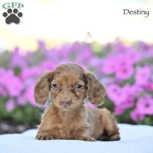 Destiny, Dachshund Puppy