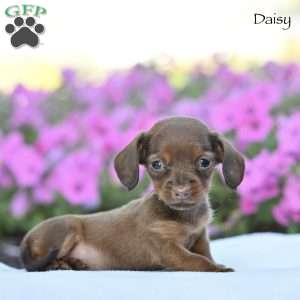 Daisy, Dachshund Puppy