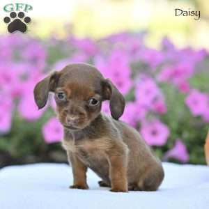 Daisy, Dachshund Puppy