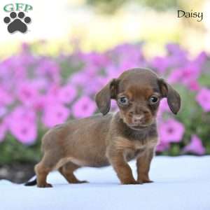 Daisy, Dachshund Puppy