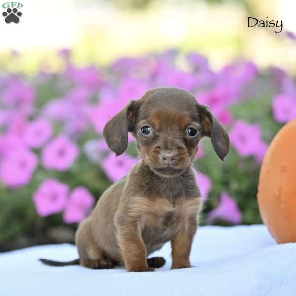 Daisy, Dachshund Puppy