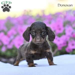 Donovan, Dachshund Puppy