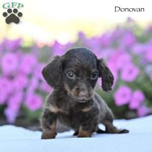 Donovan, Dachshund Puppy