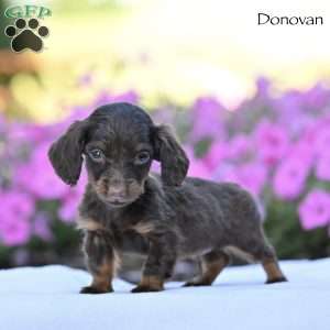 Donovan, Dachshund Puppy