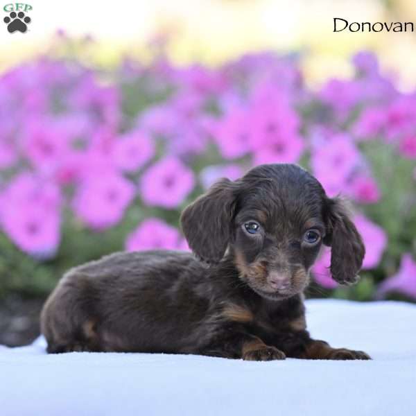 Donovan, Dachshund Puppy