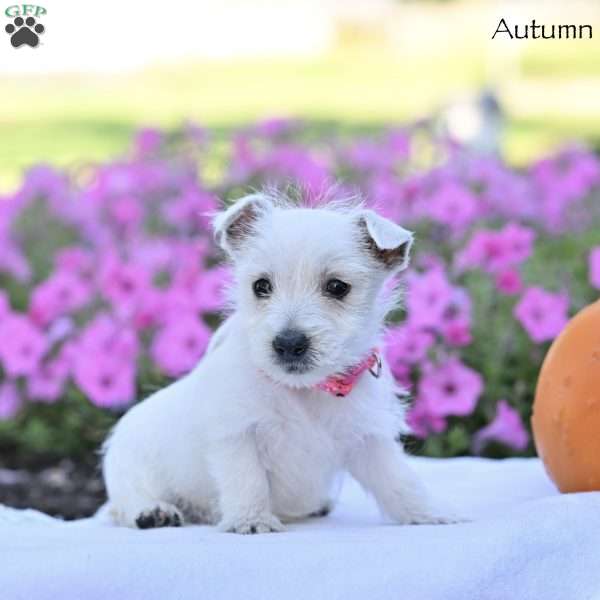 Autumn, West Highland Terrier Puppy