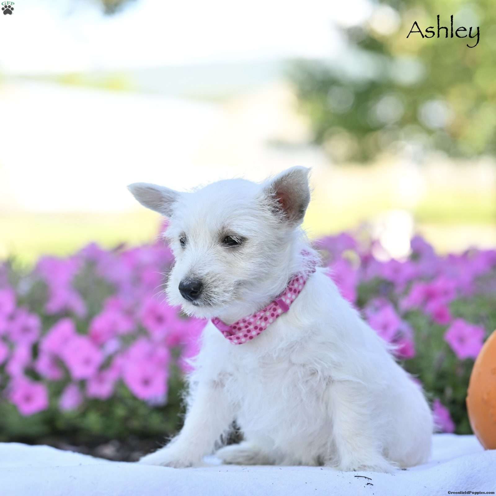 Ashley, West Highland White Terrier