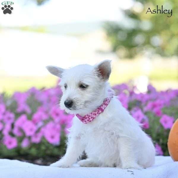 Ashley, West Highland Terrier Puppy