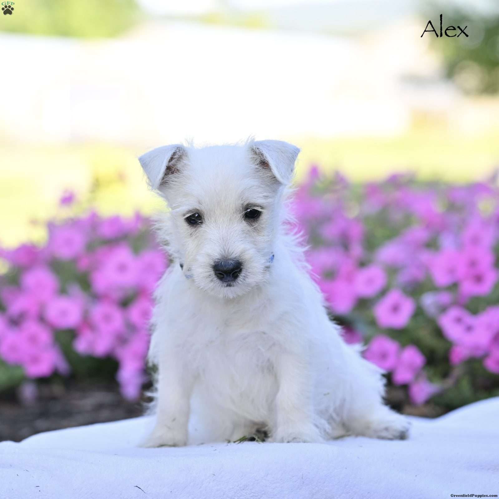 Alex, West Highland White Terrier