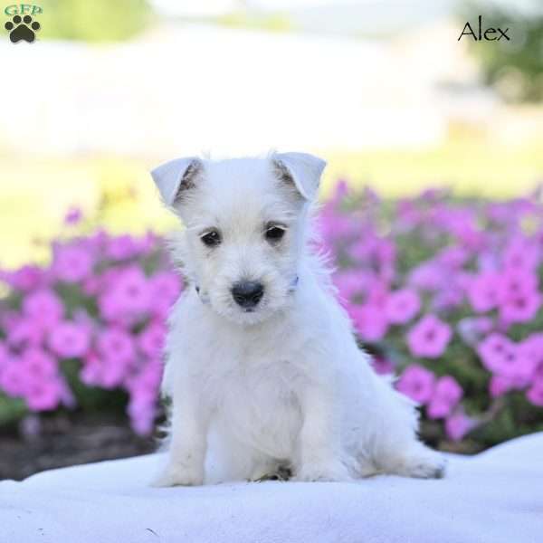 Alex, West Highland Terrier Puppy