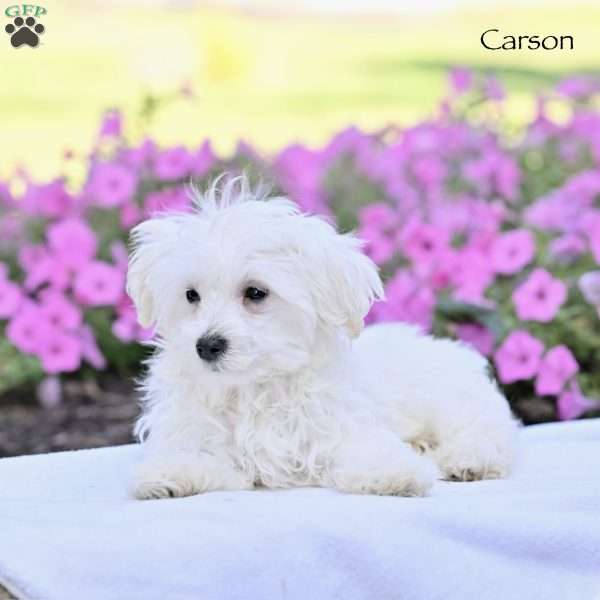 Carson, Maltese Puppy