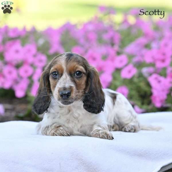 Scotty (mini), Dachshund Puppy