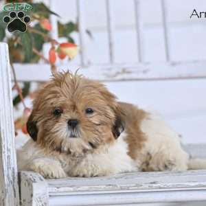 Arrow, Shih Tzu Puppy