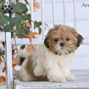 Arrow, Shih Tzu Puppy