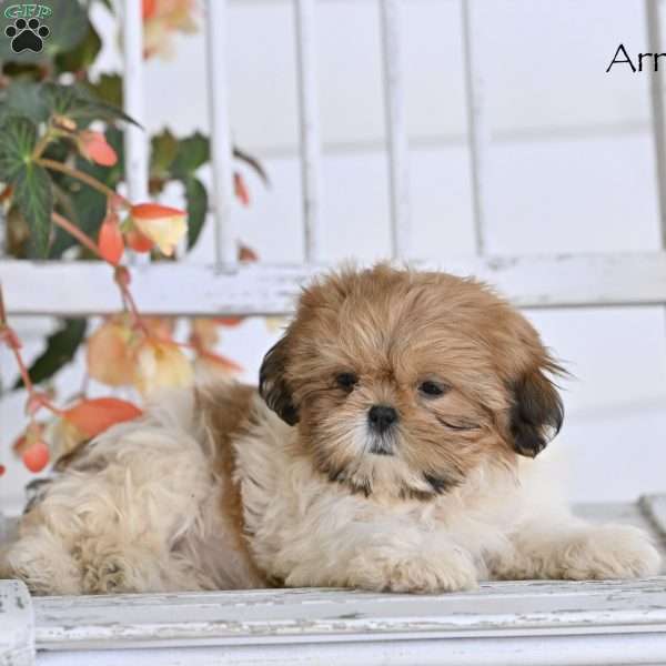 Arrow, Shih Tzu Puppy