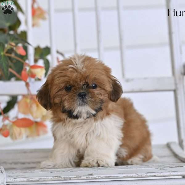 Hunter, Shih Tzu Puppy