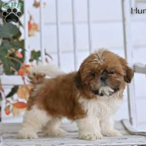 Hunter, Shih Tzu Puppy