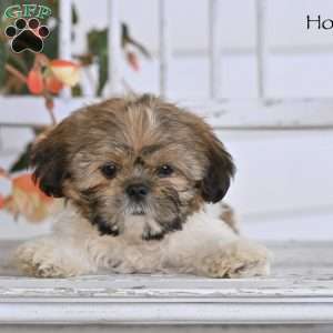 Hoyt, Shih Tzu Puppy