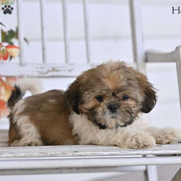 Hoyt, Shih Tzu Puppy